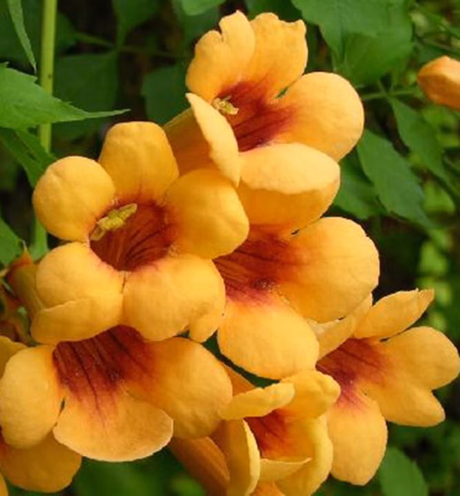 6ed688320ed685c57b3feccd751b809f