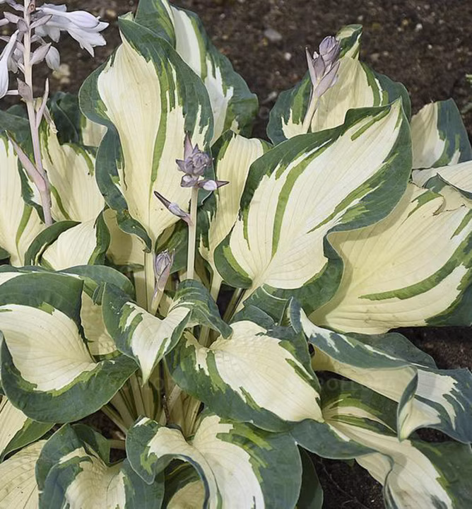 6ee01346aada1bd28445a371b88b6142