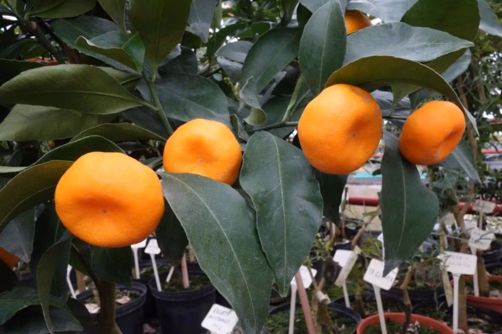 6f12ba40ddc57fafa8a05dac09661943