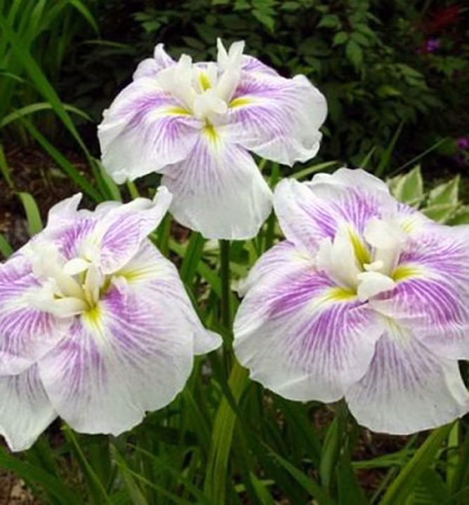 6f539edc159c0fe9f142a34411087632