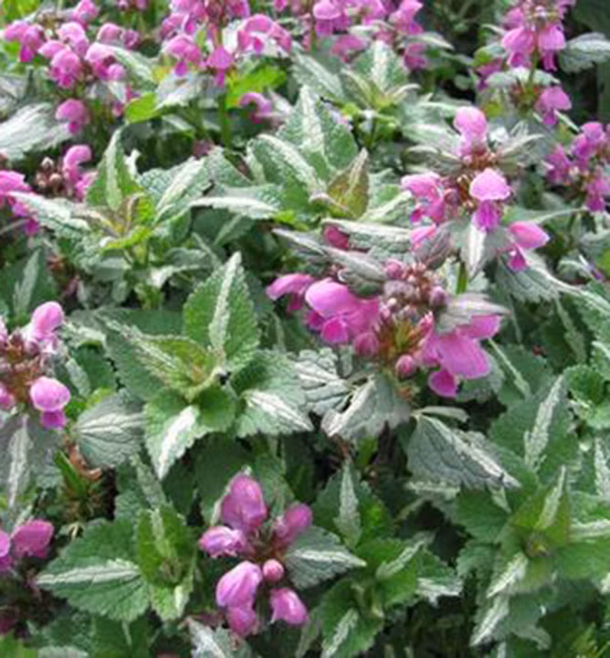 6f570725ff7b815837c0b11fd49a4e6c