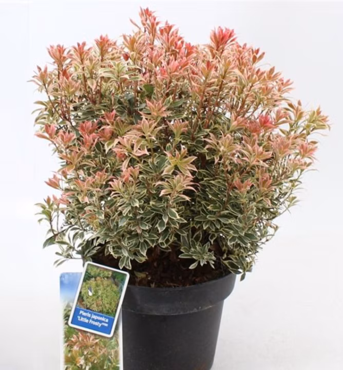 6f746d6db9186f587458dff8606f95b2