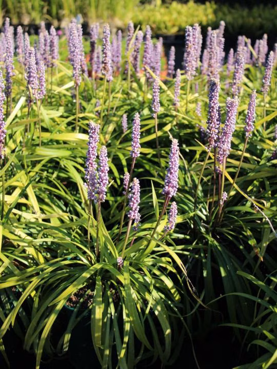 6f86a4d5bbeaba29b933270d70a8efbd