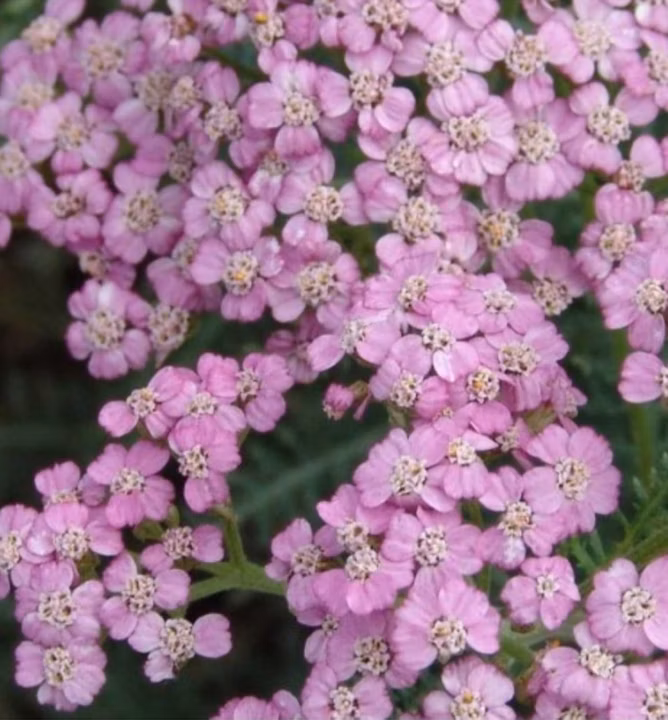 6fbc92413cdca95efa6656e1645c9a0b