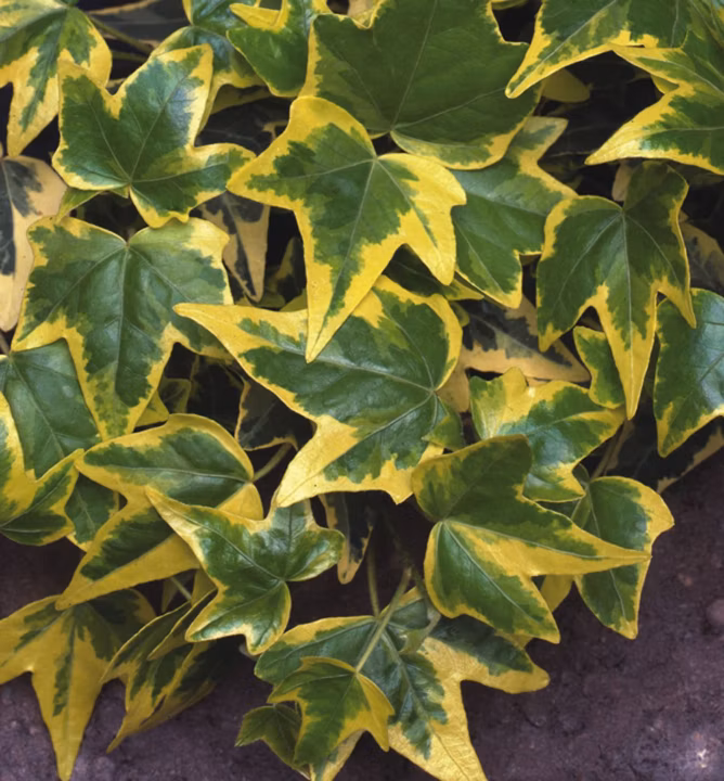 7085b4db1d55085e0e978c2df97da276