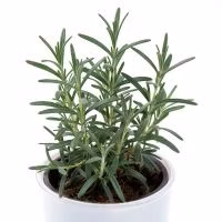 70b7ce799a42861c0aa56813143d32e2