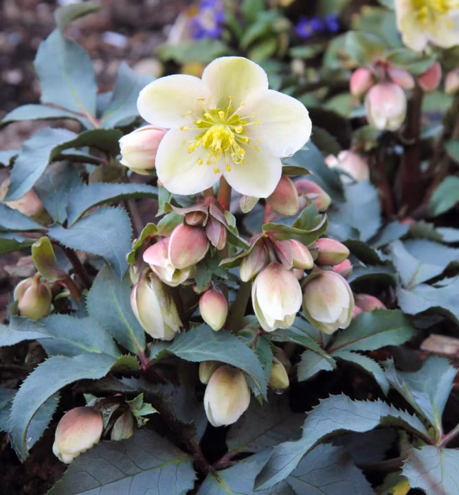 70c243bc5dadcdb78eef8bc16e69845b