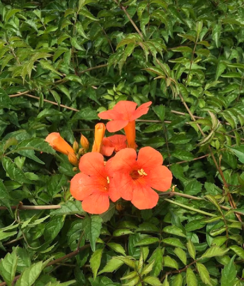 70edeac5b765d2de3f7d41654d307f4c