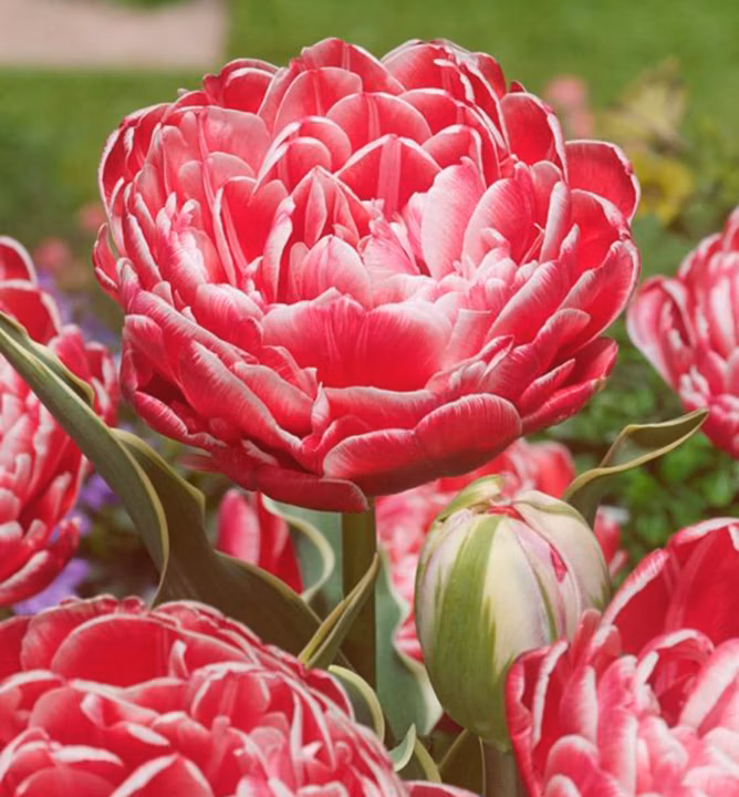 713324e7369c46476a1247846c77718a