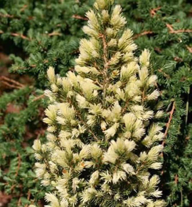 71340d91a5903d59acd29de36967720c