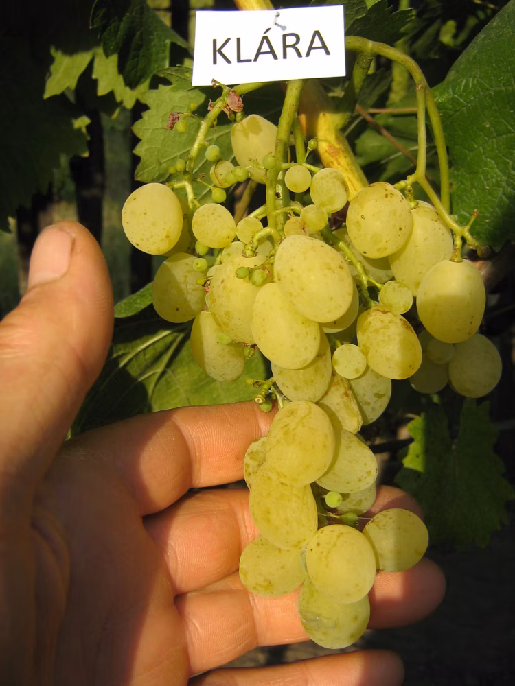 71342a524a96c4175652545bb7cab865