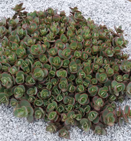 71379be841376534445091037d2d5a4c