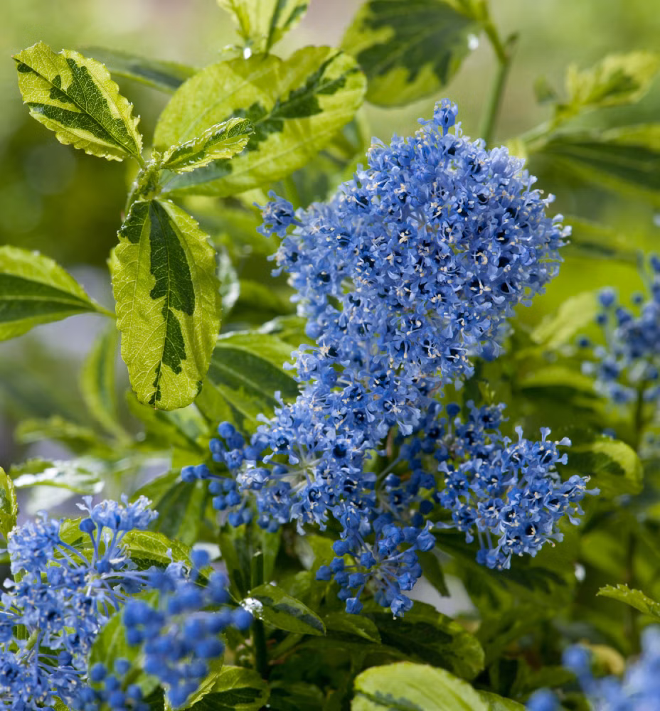 716615a66209a72cd938d2842dfc441c