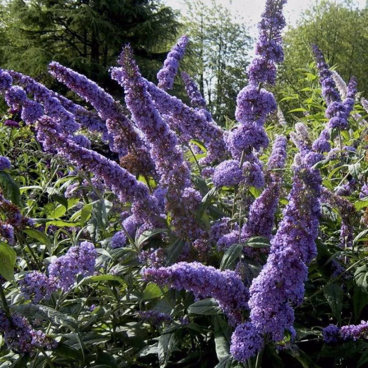 7191335756a51b1e9efbd089f075245d