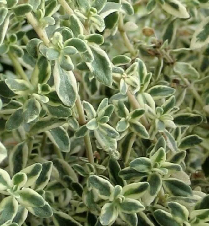 71ad5730db32940588ec2b0e586d334a