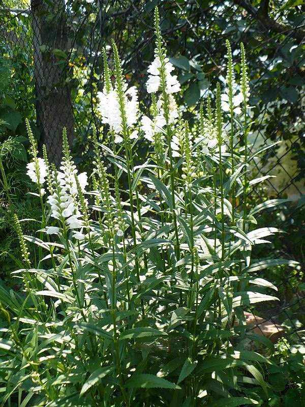 71c158813a94d2bf7c0287a7c8ee841f