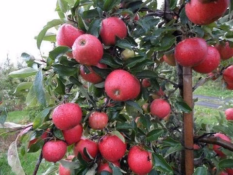 722253f710c1d8d2dd475d0286a763c7