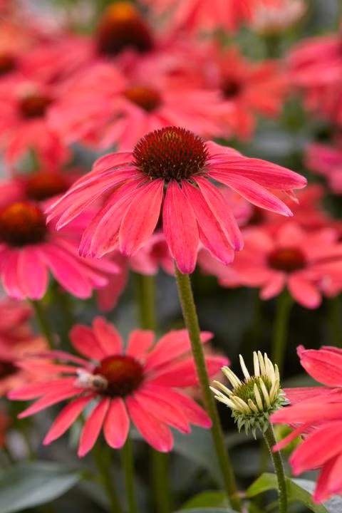 72369c5cc5b52e5e2eed34aed7bb9fd0