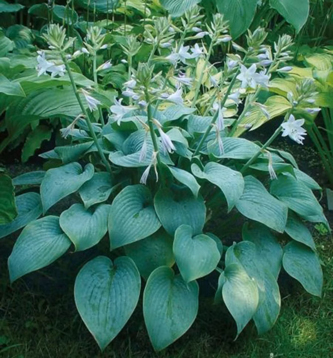 724e8d95aad1cbcf3cf52e49b37b081c