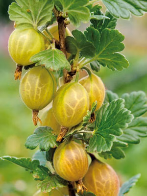 72982242b77abfc61a20b20c1e9ce9a0