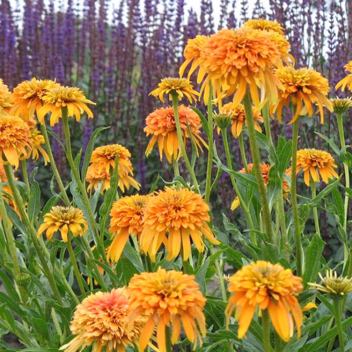 72c2b263b0990e34d5b5c399ad6de6e0