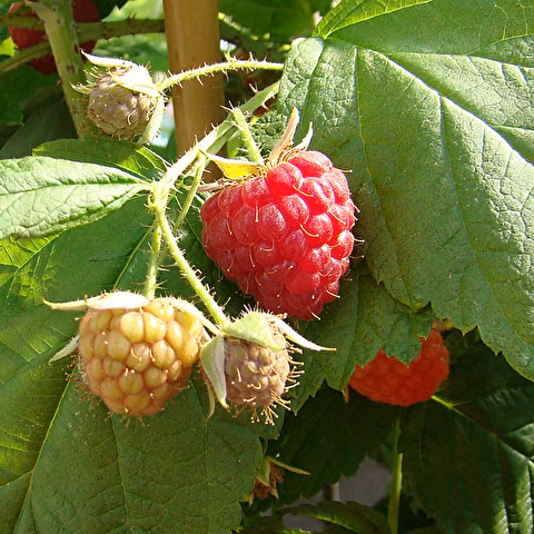 72e9b29928f5e253234e350c6eeab7f2