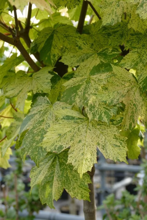 7300f2f3d7d88d3d6d742d8594401efe