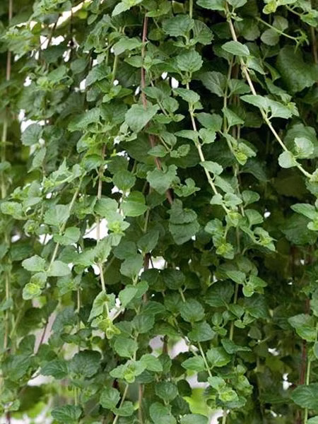 7333a84943f25aa1e5936eb9d28b804e