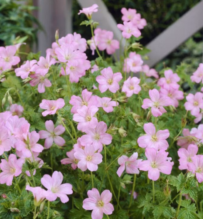 7356173fb3fd73ee85726af17a6ee1ad