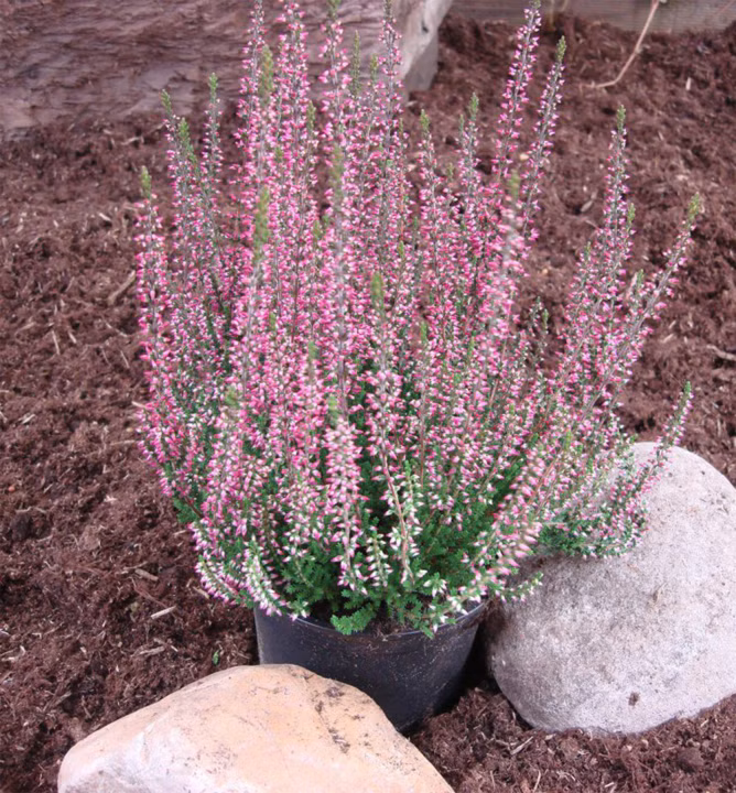 73627e6d935bee9c0cc018f6ae2d65c7