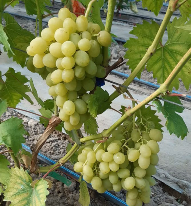 738fdb6f2105083dec45c8681d959871