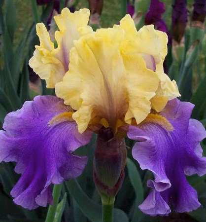 73cd1bc7b2c616fa88aa5cc1e8b8818f