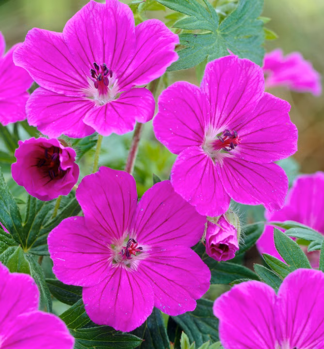 7414b0ad30e4898355875124af566894