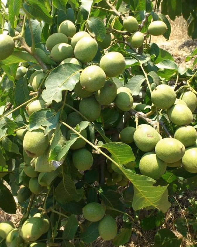 74307c0d84e28bc34185db27e865459a