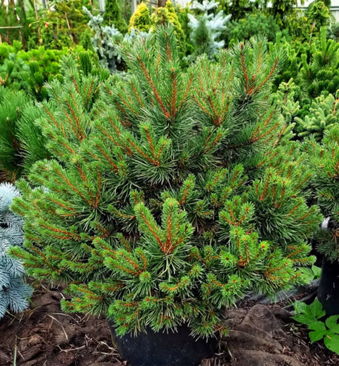 743b68c9ac8d9e140011cb30ac1ca09a