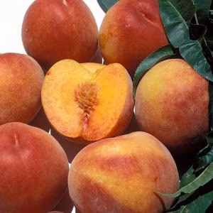 7445537b742080002059e037389bad32