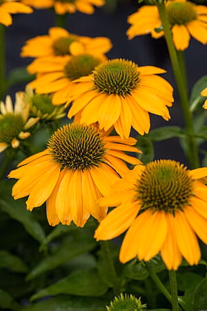 745576835760097354cc1d9ec744e7a8