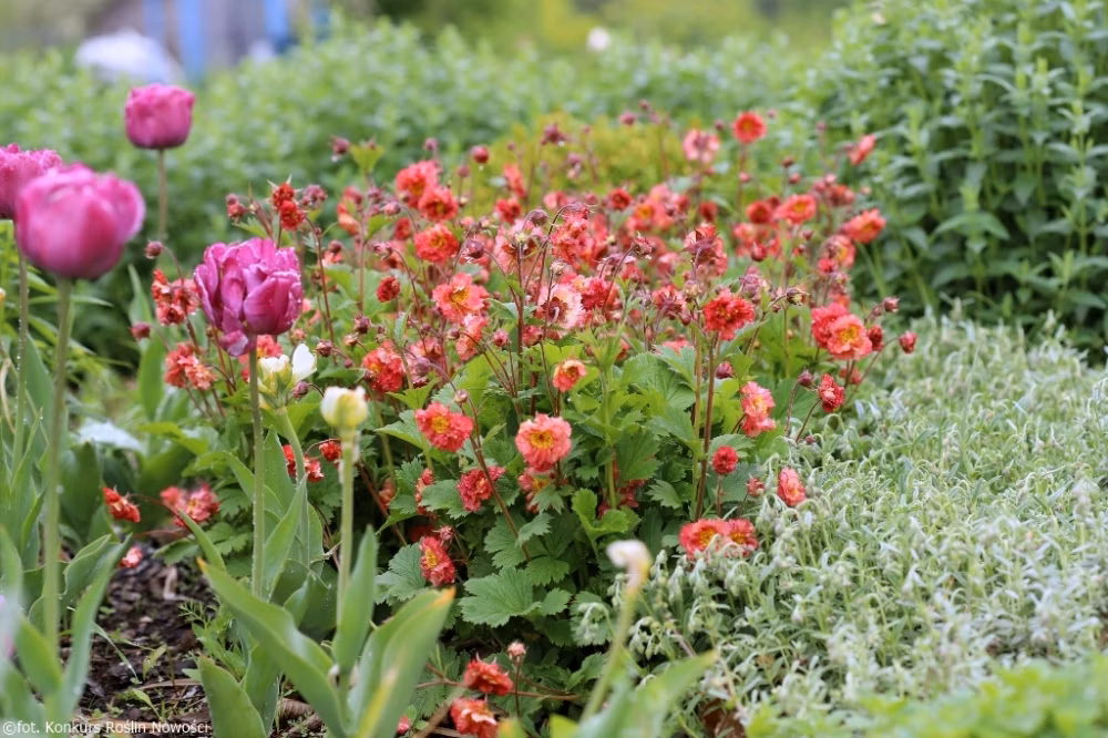 745df7529b1250daa193bbafe244ffac