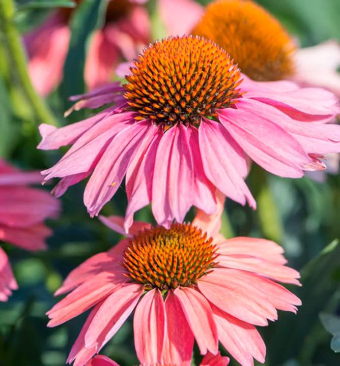 7461baa743d3b2c1ef2e9c6abc08a104