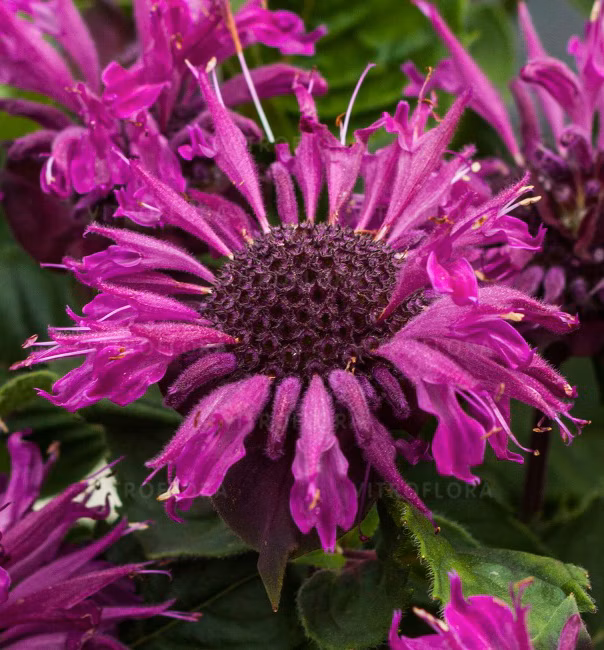 74662f1fb017f28fdceb3b02a2b8ee18