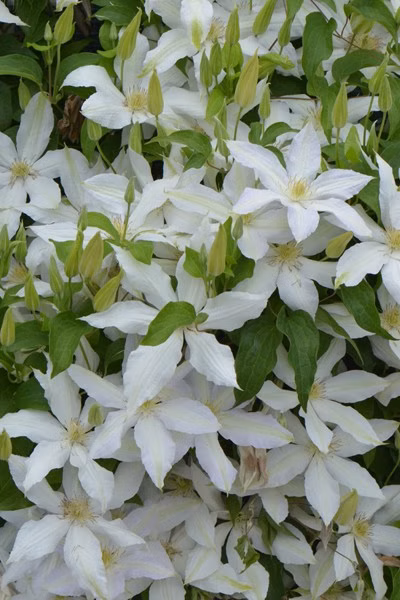 746b292b925da6818268faf281cd566a