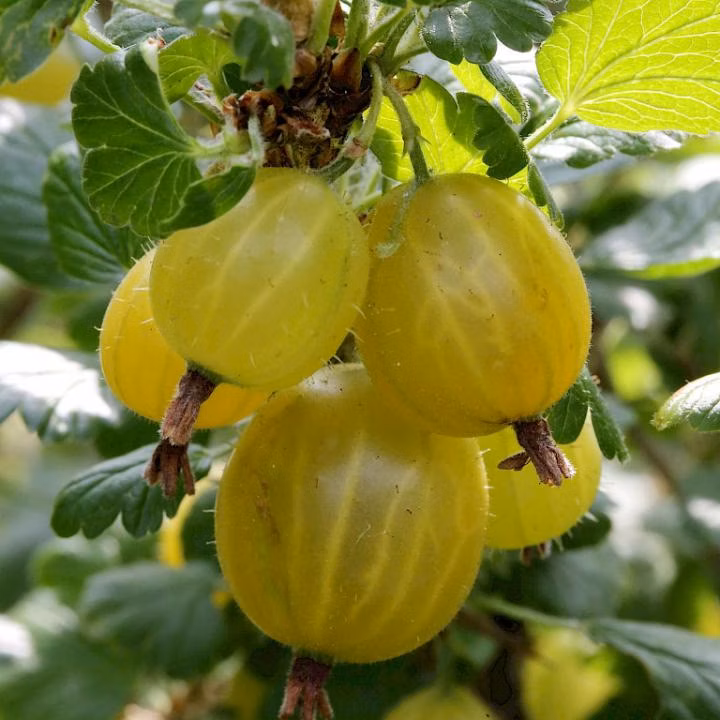 7482e29b476a961d908cba8dfc628567