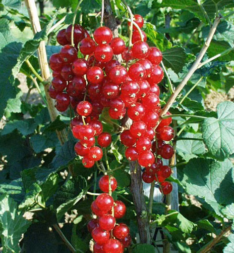 749de2ec608861c1763ed0b41898a50b