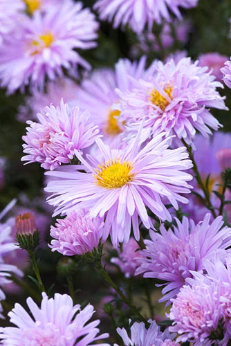 74b502a90baa527a6ec6e204558c50a4