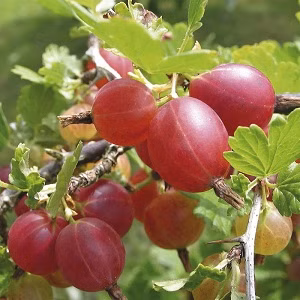 74f4f8cb3aad2f991305f7db7ac914a5