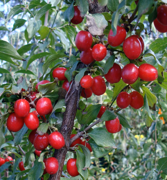 757b6a369b581a9b78fac382e4c02fda