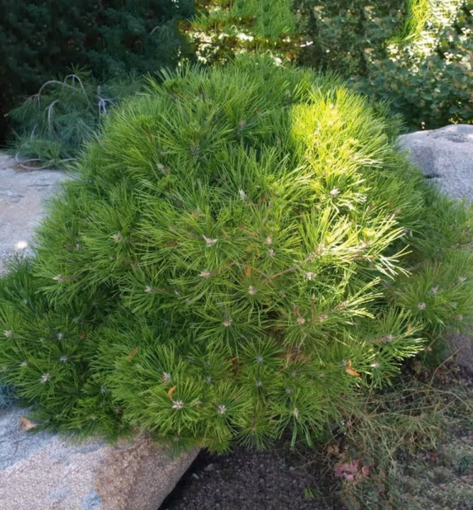 7588e59857a9a3962e0380086b4139a9