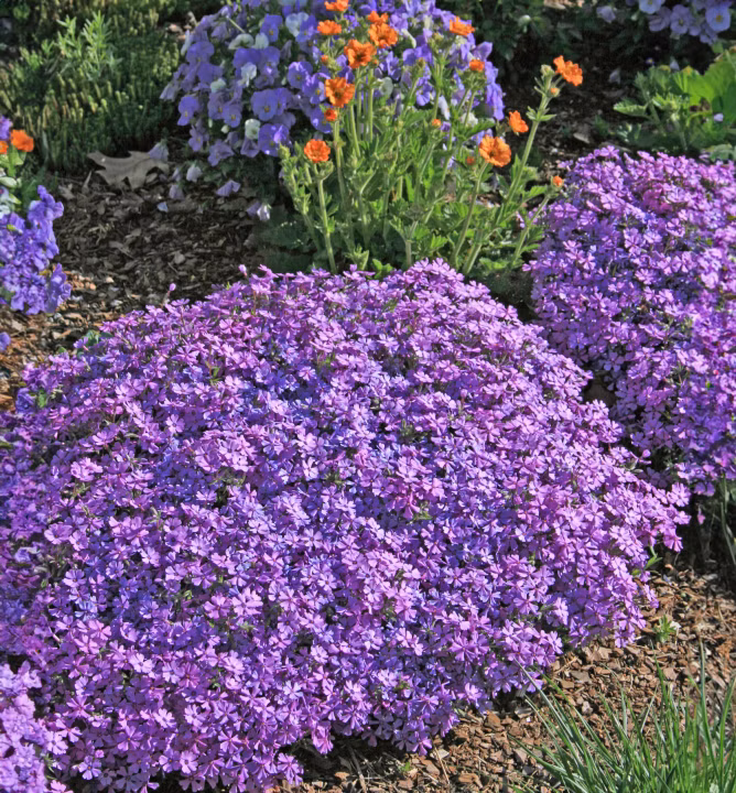 75bcd76013e19df403553639cebd9dc2