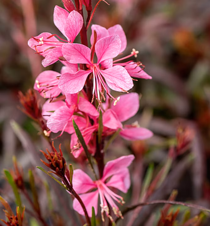 764bc62b729abb3d1ac3b4a500242b03