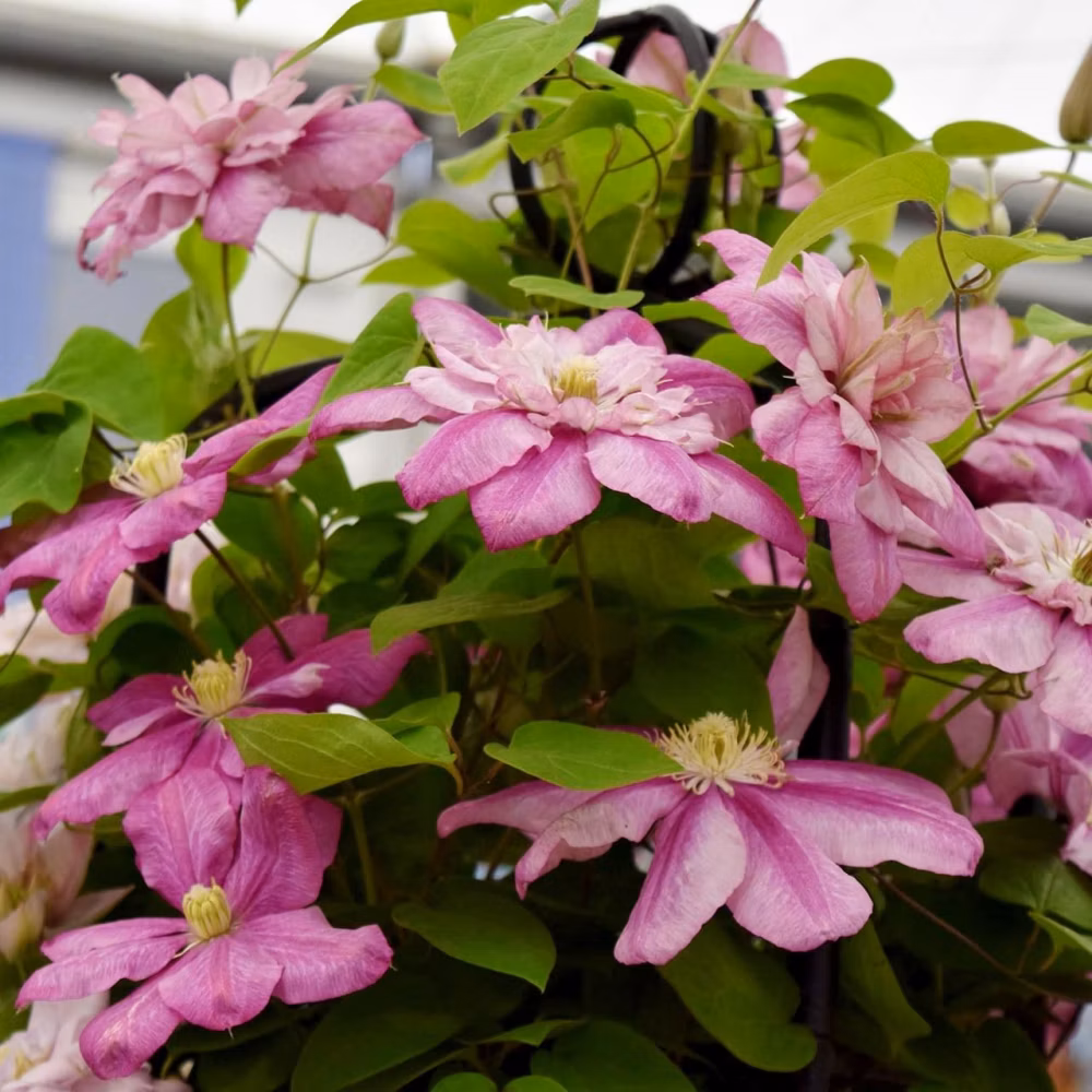 76b4be0004c1fd0d53f66c62139dece7